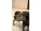 Adopt Senior Female a German Shorthaired Pointer