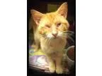 Adopt Biscuit a Domestic Shorthair  Mixed (short coat) cat in Ha