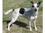 Adopt Clementine a White - with Black Terrier (Unknown Type