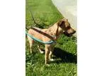 Adopt Tank a RedGoldenOrangeCh estnut Labrador Retriever  Husky 