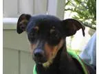 Adopt Bebe a Black - with White Boston Terrier  Mixed dog in Sal