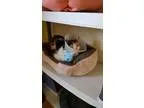 Adopt Leyla a Calico or Dilute Calico Domestic Shorthair (short 