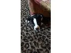 Adopt PUPPY - Bailey a Black - with White American Pit Bull Terr