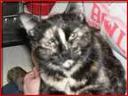 Adopt Putty a Tortoiseshell Domestic Shorthair  Mixed (short coa