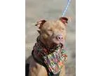Adopt Cody a Pit Bull Terrier