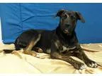 Adopt Pepper a Brindle Shepherd (Unknown Type)  Mixed dog in Can