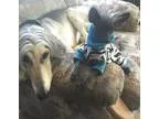 Adopt Ayo a Black Chinese Crested  Poodle (Miniature)  Mixed dog