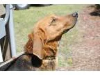 Adopt Gauge a Hound