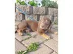 Adopt Adonia a RedGoldenOrangeCh estnut Dachshund  Miniature Pin