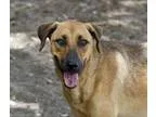 Adopt Almond Joy a Shepherd