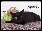 Adopt Squeaky a All Black Domestic Shorthair  Mixed (short coat)