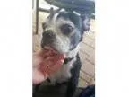 Adopt Mosi Ann a Boston Terrier