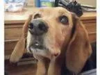 Adopt Gabby a Black - with Tan Yellow or Fawn Basset Hound Mixe