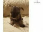 46816 sponsored 20 - Male Domestic Shorthair Mix