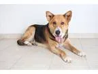Adopt Sally D160798 a Tricolor (TanBrown and Black and White) Ge