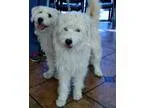 Adopt Doodle and Dandy a White Golden Retriever  Mixed dog in Lo