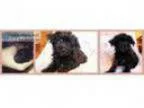 Designer Breed Yorkiepoo