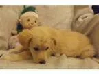 Adopt Prancer a German Shepherd Dog Great Pyrenees