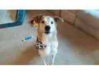 Adopt Jake a Collie Shepherd