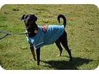 Adopt Manny a Black - with White Miniature Pinscher dog in Acwor