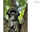 G5-01 Female Beautiful Lhasa Apso Puppy (Miake)