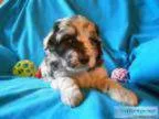 miniature Aussiedoodles - Price .