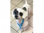 Adopt KIEFER a Black - with White Cocker Spaniel  Mixed dog in N