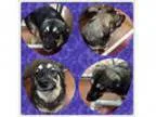 Adopt MARCO a Norwegian Elkhound