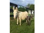 Lovely baby Miniature Donkeys The first one has arrived