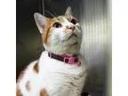 Adopt Nikki a White Domestic Shorthair  Mixed cat in Norfolk VA 