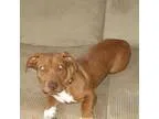 Adopt Cinnamon a Dachshund Pit Bull Terrier