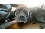 Adopt BlueBell a Neapolitan Mastiff