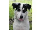 Adopt Cody a Australian Shepherd
