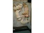 Adopt Puppies a White - with Tan Yellow or Fawn Labrador Retriev