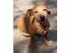 Adopt DoxieTerrier Mix puppy - mo a Dachshund Terrier