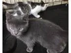 Adopt Aztec a Gray or Blue Domestic Shorthair  Mixed (short coat