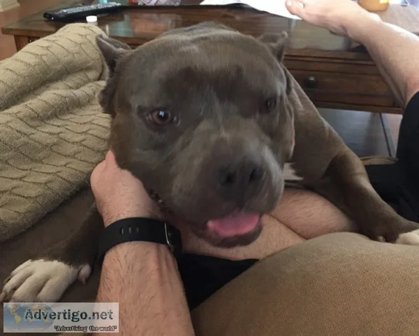 American Bully 2.9 years old