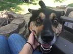 Adopt Puddy a Black - with Tan Yellow or Fawn German Shepherd Do
