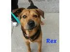 Adopt Rex a BrownChocolate - with Black German Shepherd Dog  Mix