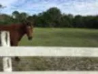 Horse for lease