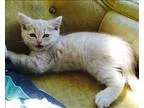 Adopt Micheletto  In Foster a Himalayan  Mixed cat in Vancouver