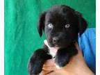 Adopt Tiara a Australian Shepherd Golden Retriever
