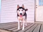 Adopt Sabine a Siberian Husky