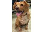 Adopt Charlotte fostered a Golden Retriever Australian Cattle Do
