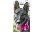 Adopt Reina a German Shepherd Dog