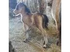 AMHA REGISTERED colt