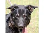 Adopt Maddie a Black - with Gray or Silver German Shepherd Dog  