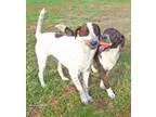 Adopt Candy and Cookie bonded pair a Australian Cattle Dog (Blue