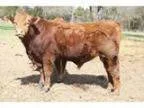 Registered Limousin Bulls