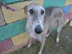 Adopt Isco a Brindle Greyhound  Mixed dog in Indianapolis IN (15